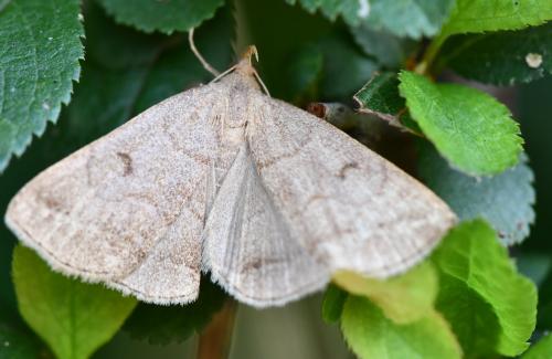Zanclognatha lunalis